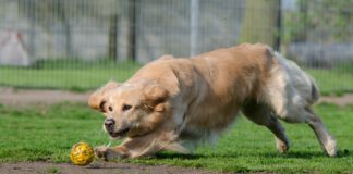 Gute Nachricht für Hundebesitzer - Neue Hundeauslauffläche im Stadtteil Ahlem