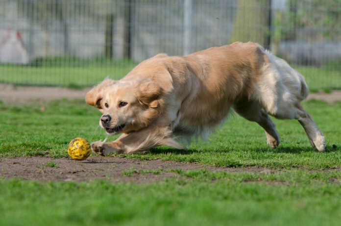 Gute Nachricht für Hundebesitzer - Neue Hundeauslauffläche im Stadtteil Ahlem