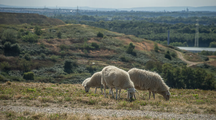 Schafe fördern Biodiversität auf Hannovers „Monte Müllo“ Schafe fördern Biodiversität auf Hannovers „Monte Müllo“