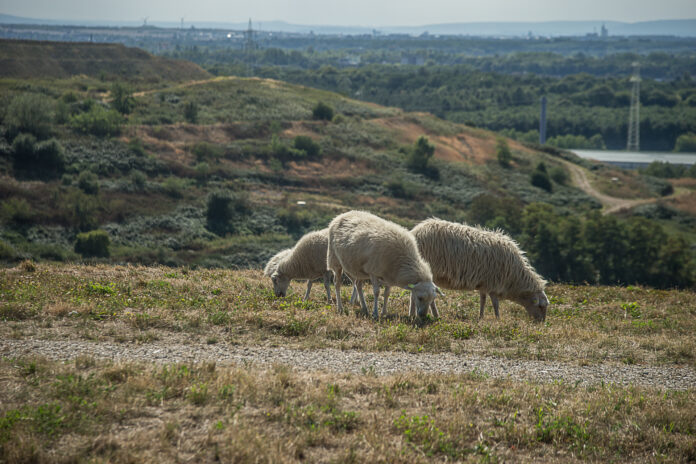 Schafe fördern Biodiversität auf Hannovers „Monte Müllo“