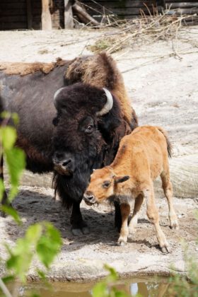 5 Mini-Buddler und 1 goldenes Kalb - Nachwuchs bei Präriehunden und Waldbisons im Erlebnis-Zoo