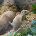 5 Mini-Buddler und 1 goldenes Kalb - Nachwuchs bei Präriehunden und Waldbisons im Erlebnis-Zoo