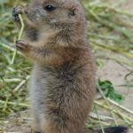 5 Mini-Buddler und 1 goldenes Kalb - Nachwuchs bei Präriehunden und Waldbisons im Erlebnis-Zoo