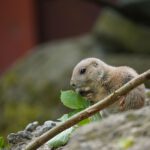 5 Mini-Buddler und 1 goldenes Kalb - Nachwuchs bei Präriehunden und Waldbisons im Erlebnis-Zoo