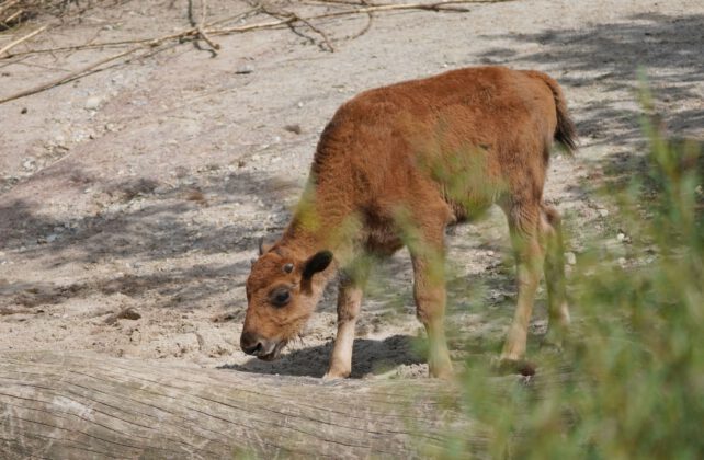 5 Mini-Buddler und 1 goldenes Kalb - Nachwuchs bei Präriehunden und Waldbisons im Erlebnis-Zoo