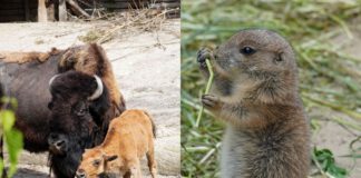 5 Mini-Buddler und 1 goldenes Kalb - Nachwuchs bei Präriehunden und Waldbisons im Erlebnis-Zoo