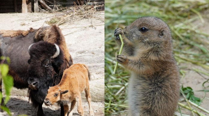 5 Mini-Buddler und 1 goldenes Kalb – Nachwuchs bei Präriehunden und Waldbisons im Erlebnis-Zoo 5 Mini-Buddler und 1 goldenes Kalb - Nachwuchs bei Präriehunden und Waldbisons im Erlebnis-Zoo