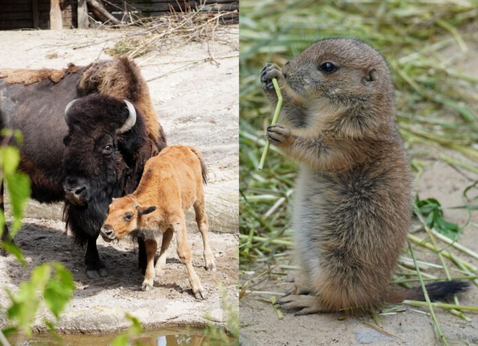 5 Mini-Buddler und 1 goldenes Kalb - Nachwuchs bei Präriehunden und Waldbisons im Erlebnis-Zoo