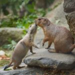 5 Mini-Buddler und 1 goldenes Kalb - Nachwuchs bei Präriehunden und Waldbisons im Erlebnis-Zoo