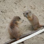 5 Mini-Buddler und 1 goldenes Kalb - Nachwuchs bei Präriehunden und Waldbisons im Erlebnis-Zoo