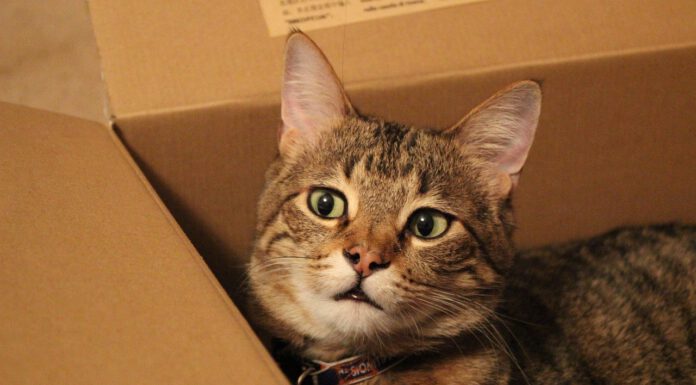 Vermeintlich ausgesetzte Katze in Limmer – Situation aufgeklärt Vermeintlich ausgesetzte Katze in Limmer - Situation aufgeklärt