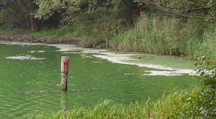 Blaualgen: Badeverbot für den Großen Teich – Gesundheitsamt registriert erhöhte Blaualgenkonzentration Blaualgen: Badeverbot für den Großen Teich - Gesundheitsamt registriert erhöhte Blaualgenkonzentration