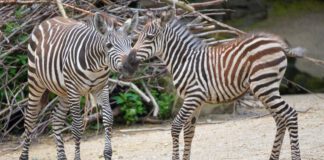 Neuer Zuwachs im Erlebnis-Zoo Hannover: Steppenzebra-Fohlen erkundet die Anlage