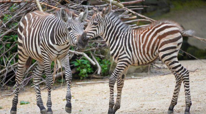 Neuer Zuwachs im Erlebnis-Zoo Hannover: Steppenzebra-Fohlen erkundet die Anlage