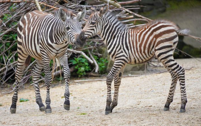 Neuer Zuwachs im Erlebnis-Zoo Hannover: Steppenzebra-Fohlen erkundet die Anlage