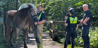 Tierrettungseinsatz in der Eilenriede: Polizeipferd Quintus mit dem Schrecken davon gekommen