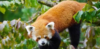 Neue Heimat für Rote Pandas im Erlebnis-Zoo Hannover