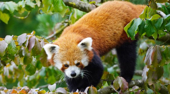 Neue Heimat für Rote Pandas im Erlebnis-Zoo Hannover