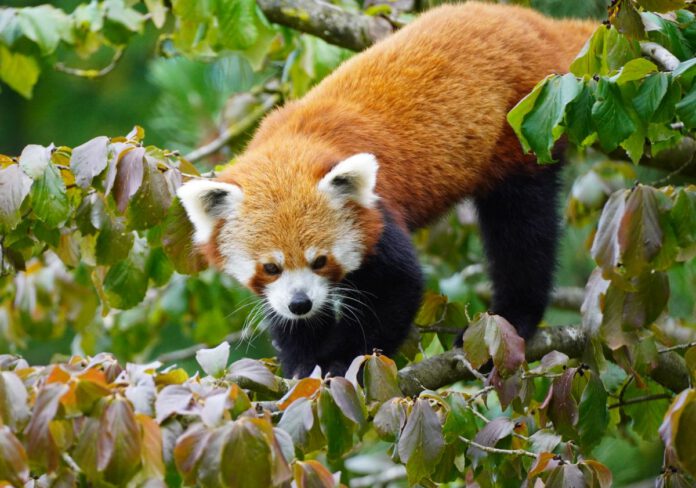 Neue Heimat für Rote Pandas im Erlebnis-Zoo Hannover