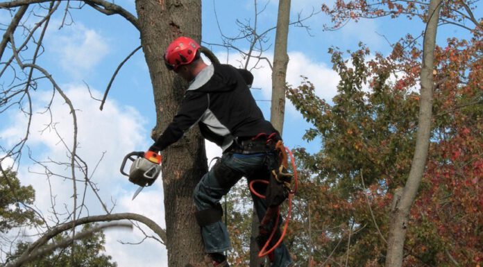 Verkehrsbeeinträchtigungen möglich: Baumpflegearbeiten auf der Hildesheimer Straße