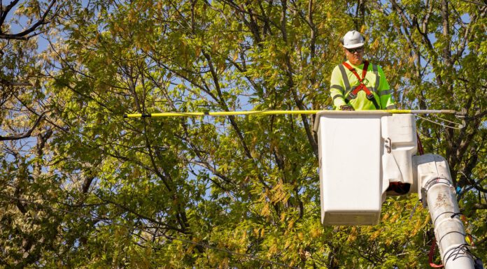Sicher und Grün: Hannovers Kleingartenbäume unter städtischer Pflege