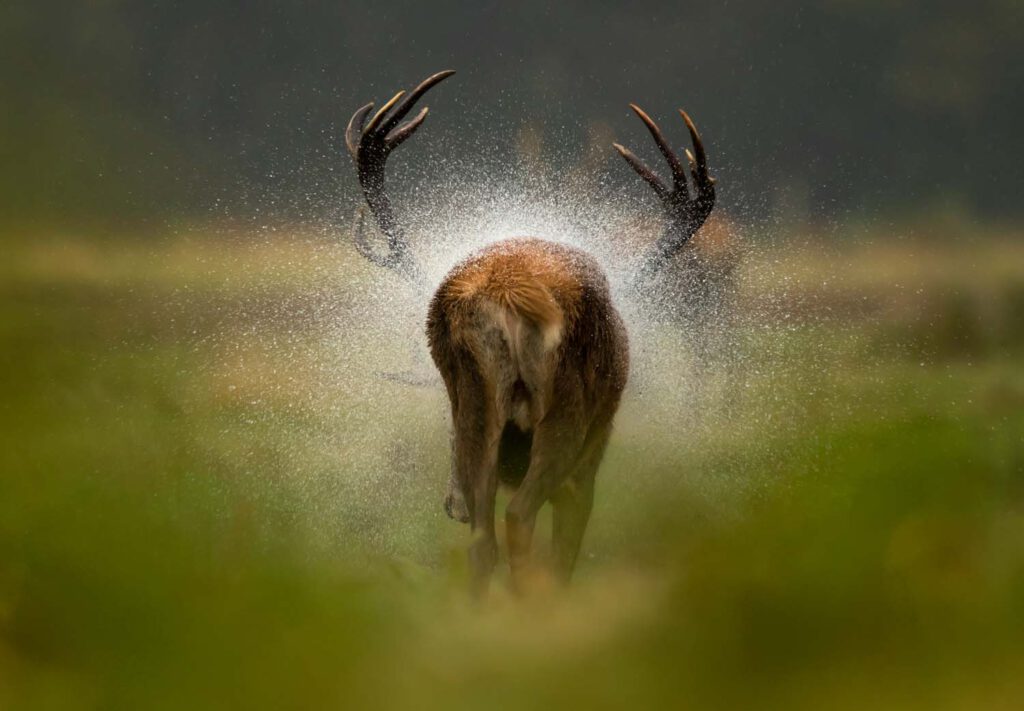 Fotoausstellung "GDT Europäischer Naturfotograf des Jahres 2021" - Vernissage am 03.08.2024