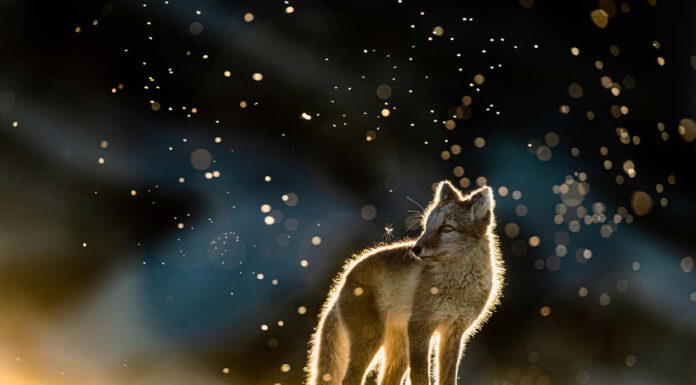 "Europäischer Naturfotograf des Jahres 2021" - Eine beeindruckende Foto-Ausstellung im MHH Kunstgang wird am 03.08. eröffnet