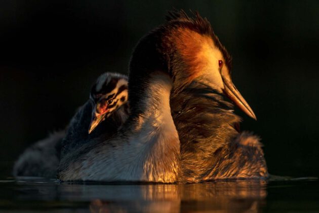 Foto-Ausstellung „Europäischer Naturfotograf des Jahres 2021“ eröffnet - Einblicke in die Schönheit der Natur