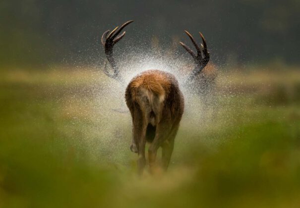 Foto-Ausstellung „Europäischer Naturfotograf des Jahres 2021“ eröffnet - Einblicke in die Schönheit der Natur