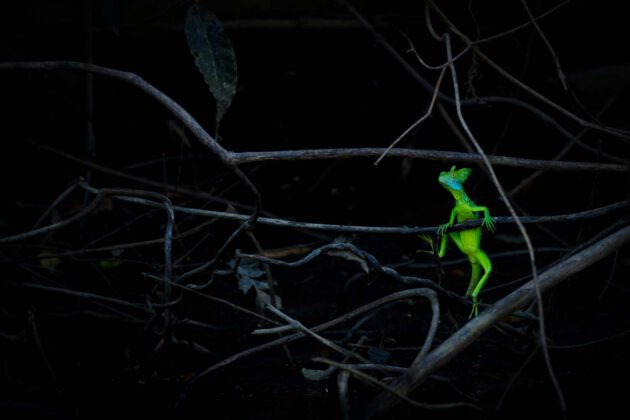 Foto-Ausstellung „Europäischer Naturfotograf des Jahres 2021“ eröffnet - Einblicke in die Schönheit der Natur