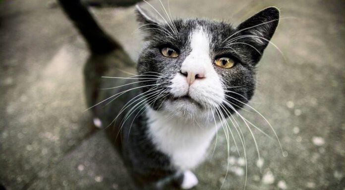 Mehr Tierschutz durch den Stopp unkontrollierter Vermehrung: Aktion zur kostenlosen Kastration von Straßenkatzen Mehr Tierschutz durch den Stopp unkontrollierter Vermehrung: Aktion zur kostenlosen Kastration von Straßenkatzen