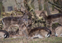 Kastanien und Eicheln für die Tierfütterung sammeln - Eintrittskarte für das Tiergartenfest in Hannover