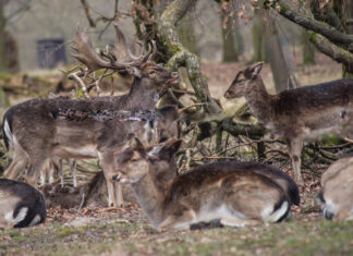 Kastanien und Eicheln für die Tierfütterung sammeln - Eintrittskarte für das Tiergartenfest in Hannover