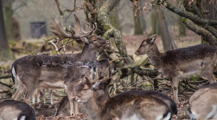 Kastanien und Eicheln für die Tierfütterung sammeln - Eintrittskarte für das Tiergartenfest in Hannover