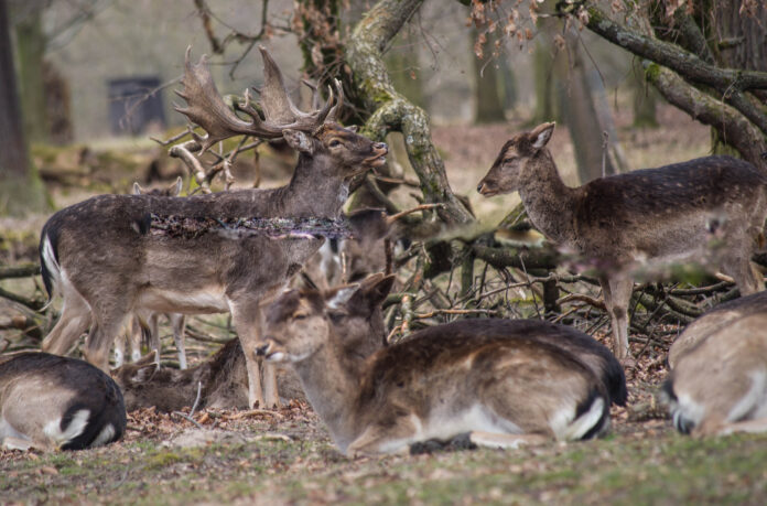 Kastanien und Eicheln für die Tierfütterung sammeln - Eintrittskarte für das Tiergartenfest in Hannover