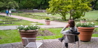 Überarbeitung des historischen Rosengartens im Stadtpark