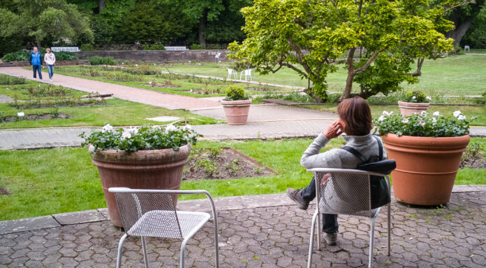 Überarbeitung des historischen Rosengartens im Stadtpark