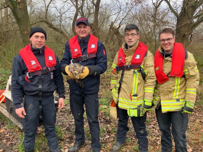 Feuerwehr befreit Mäusebussard aus misslicher Lage