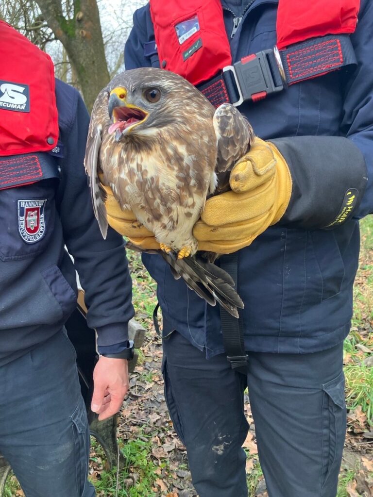 Feuerwehr befreit Mäusebussard aus misslicher Lage