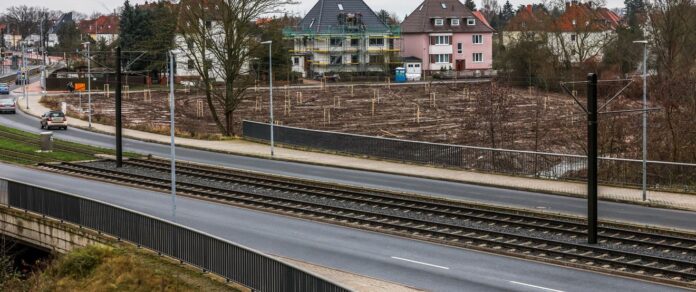 Baumpflanzungen als Ausgleich für Eingriffe in die Natur