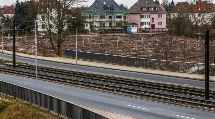 Baumpflanzungen als Ausgleich für Eingriffe in die Natur