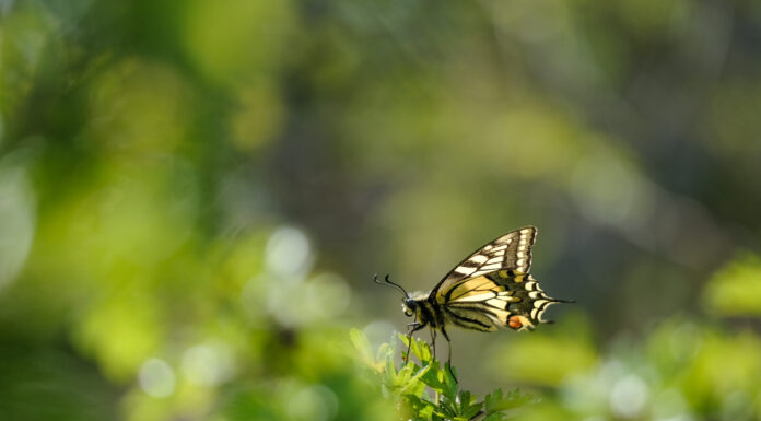 Fotografie & Kommunikation e.V. präsentiert „Kleine Welt ganz groß“ – Eine Fotoausstellung von Jan Hoelzel im MHH KunstGang