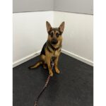 In Hannover-Limmer wurde ein Hund an einem Baum entdeckt. Die Polizei sucht nach Zeugen, die Hinweise zu dem Vorfall geben können.