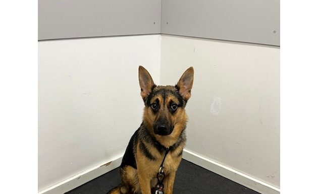 In Hannover-Limmer wurde ein Hund an einem Baum entdeckt. Die Polizei sucht nach Zeugen, die Hinweise zu dem Vorfall geben können.