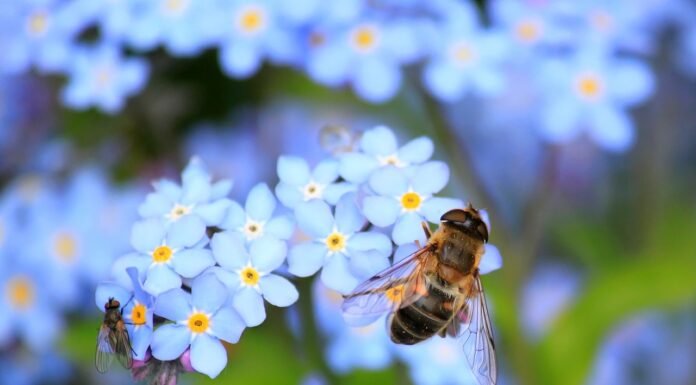 Für mehr Insektenschutz auch außerhalb von Schutzgebieten - Einkommensausgleich für Landwirte, Anträge für 2024 bis 16.03.2025