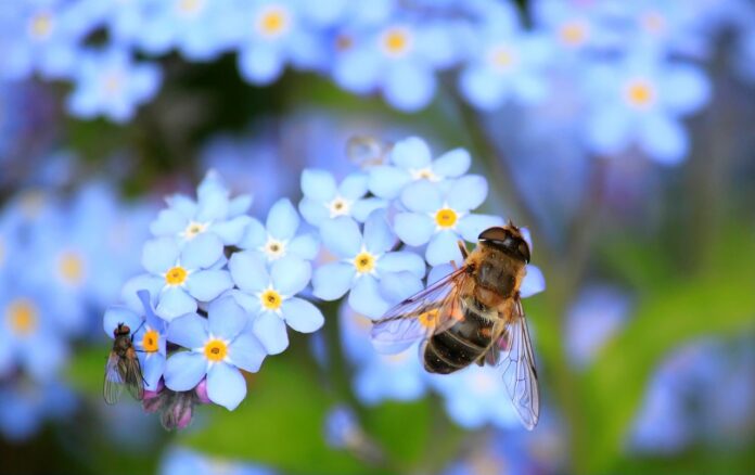 Für mehr Insektenschutz auch außerhalb von Schutzgebieten - Einkommensausgleich für Landwirte, Anträge für 2024 bis 16.03.2025