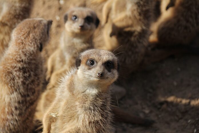 Das Streik-Retter-Ticket im Erlebnis-Zoo bietet Familien eine spannende Möglichkeit während des KITA-Streiks am 13. Februar