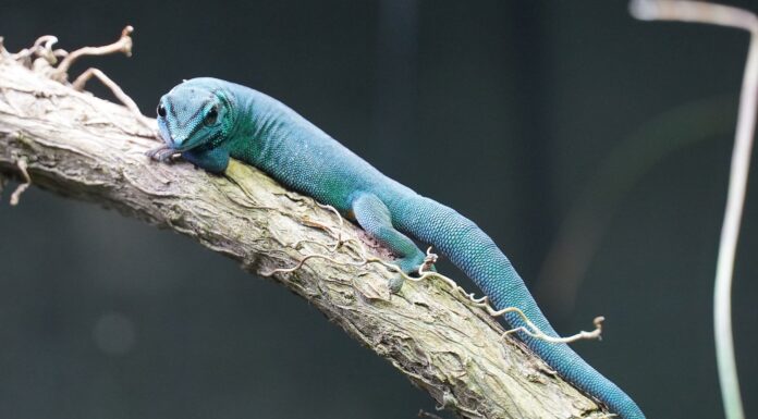 Neue Gecko-Arten im Erlebnis-Zoo Hannover: Bedrohte Arten im Fokus