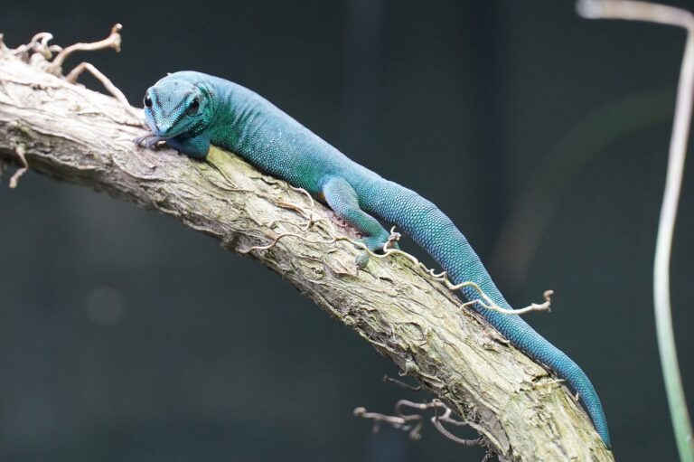 Neue Gecko-Arten im Erlebnis-Zoo Hannover: Bedrohte Arten im Fokus