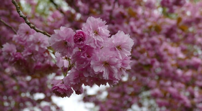 Zierkirschen und Zieräpfel bringen Frühling in Hannovers Innenstadt In Hannovers Innenstadt bringen Zierkirschen und Zieräpfel den Frühling mit bunten Blüten in die Fußgängerbereiche